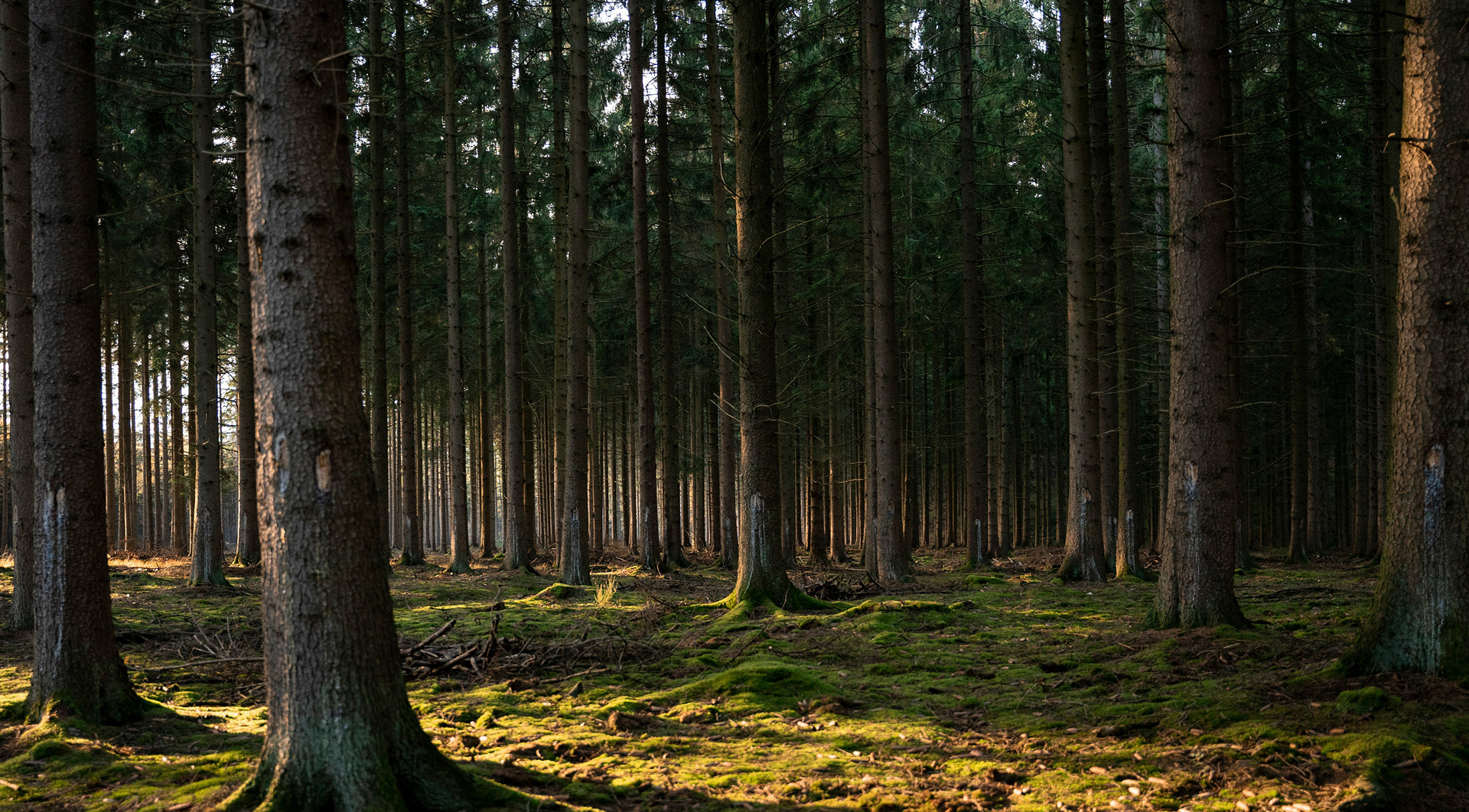 Les Amis de la Foret Accueil Blog