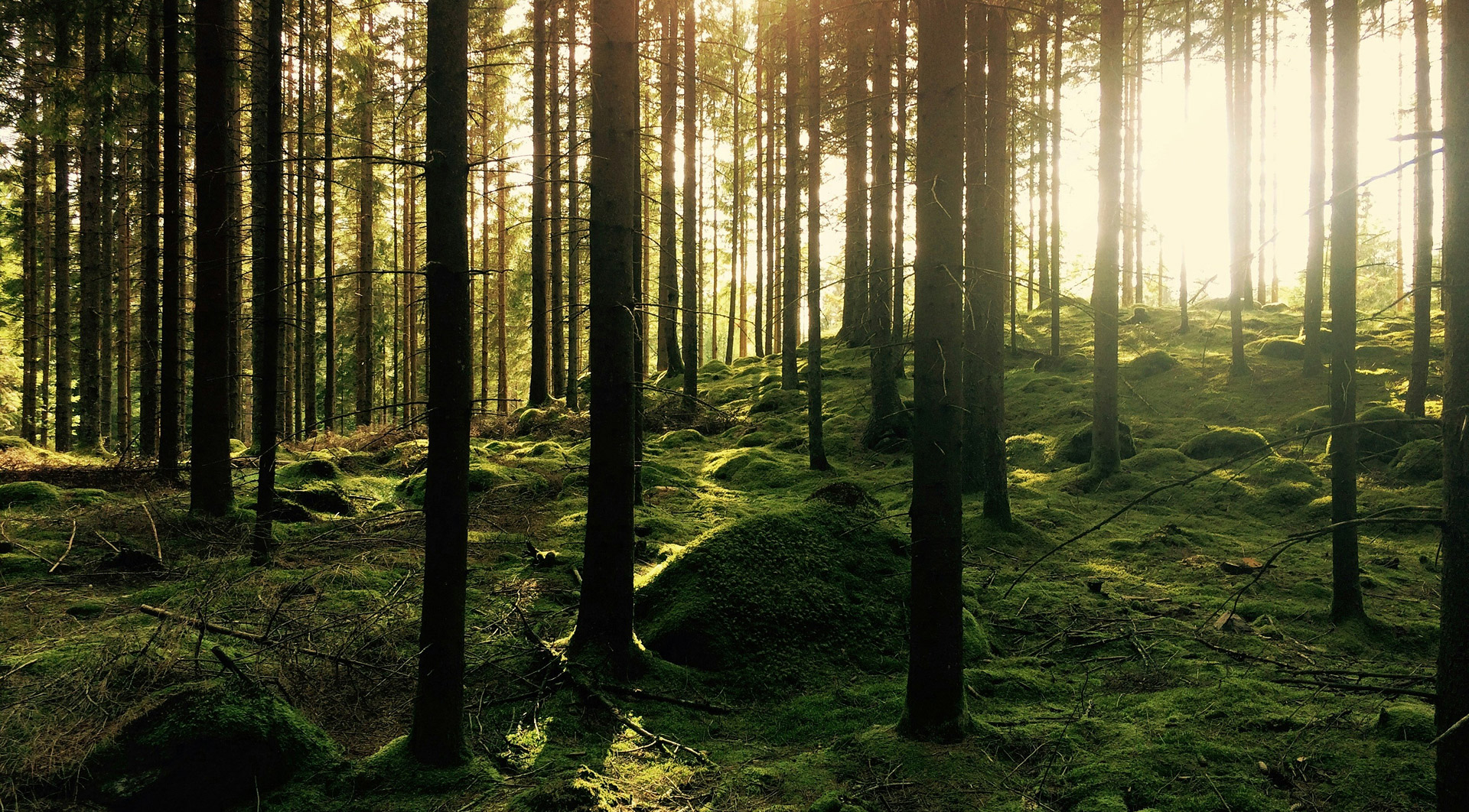 Les Amis de la Foret Accueil Le comite