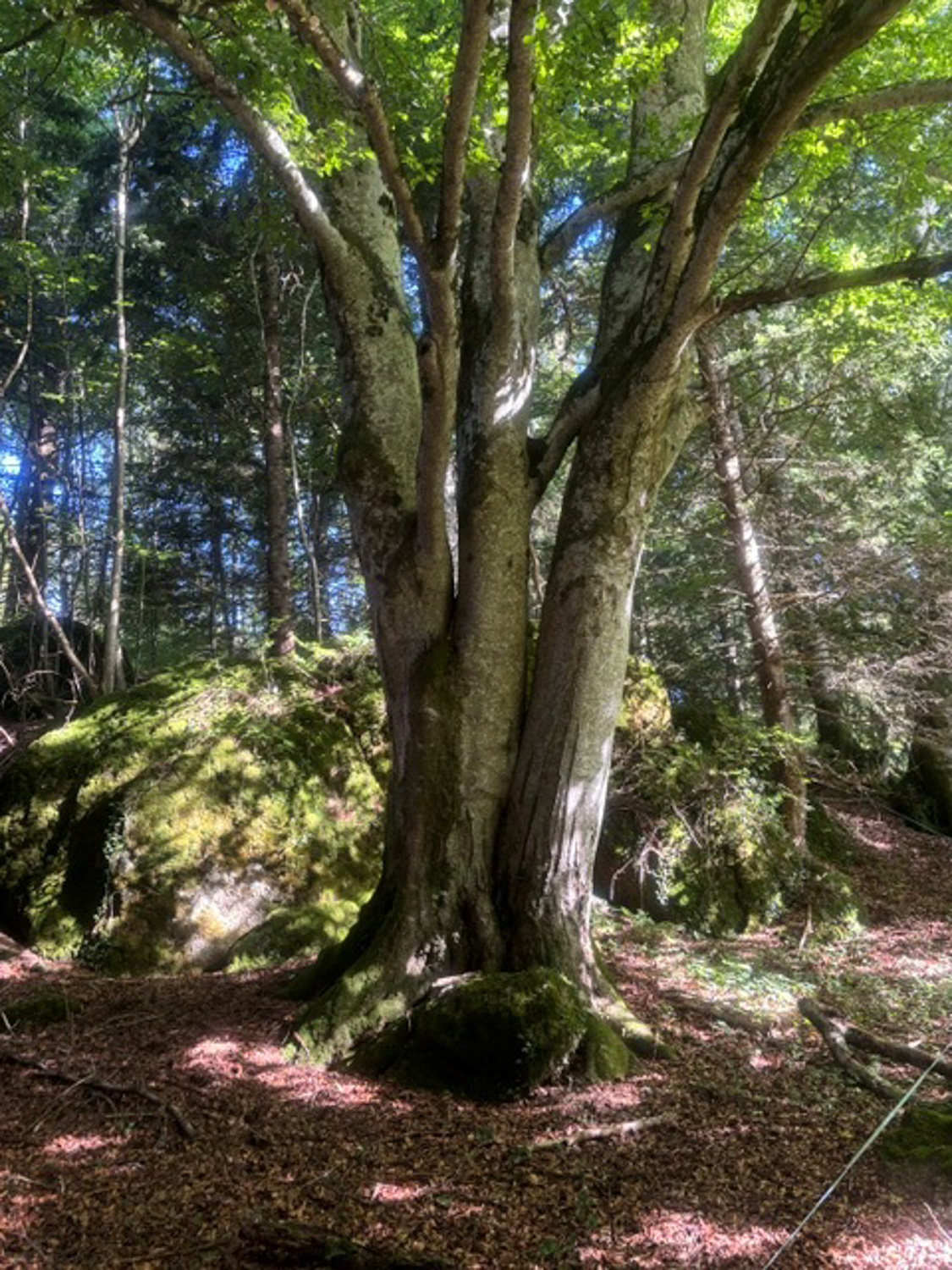 Les Amis de la Foret Accueil Souvenirs de nos sorties 2