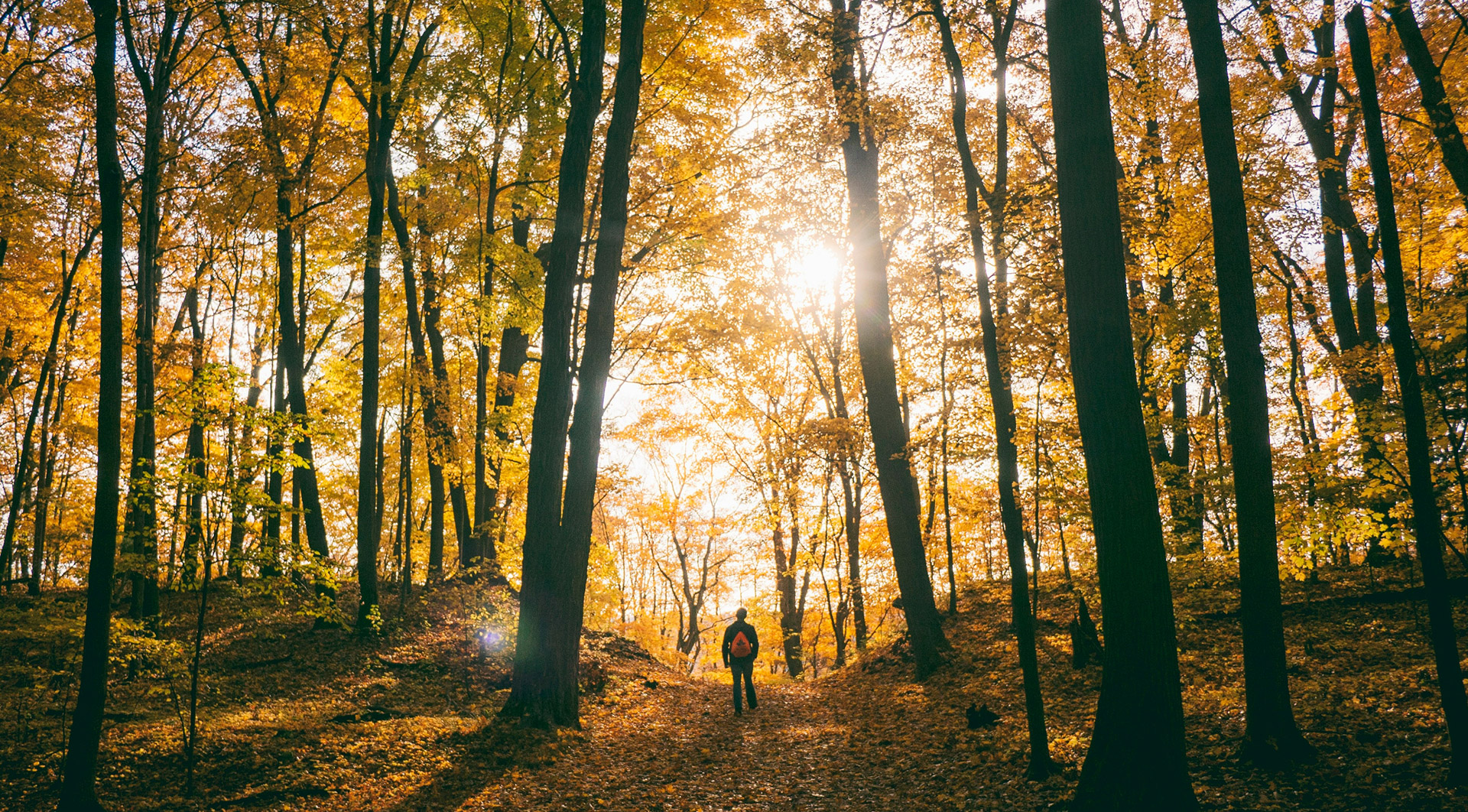 Les Amis de la Foret Sortie annuelle 2