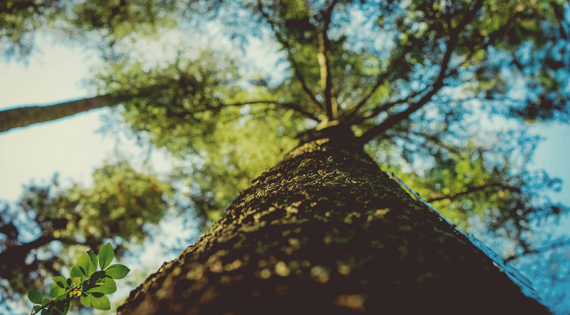 Les Amis de la Foret Sortie annuelle 4